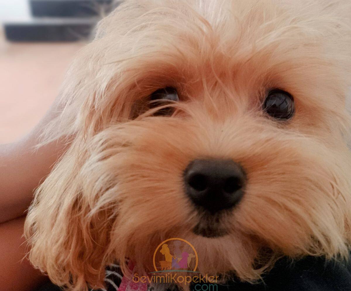 satılık Maltipoo fiyatı