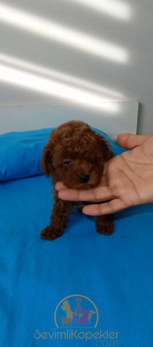 satılık Poodle Toy ikinci fotoğrafı