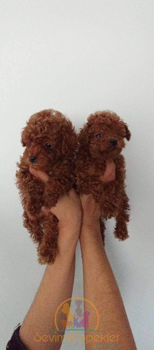 satılık Poodle Toy üçüncü fotoğrafı