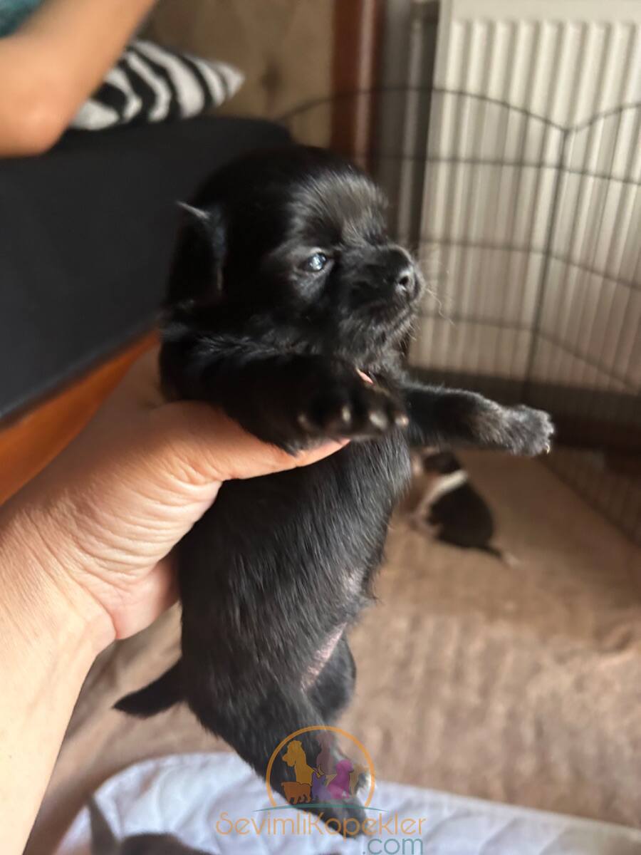 satılık Chihuahua dördüncü fotoğrafı