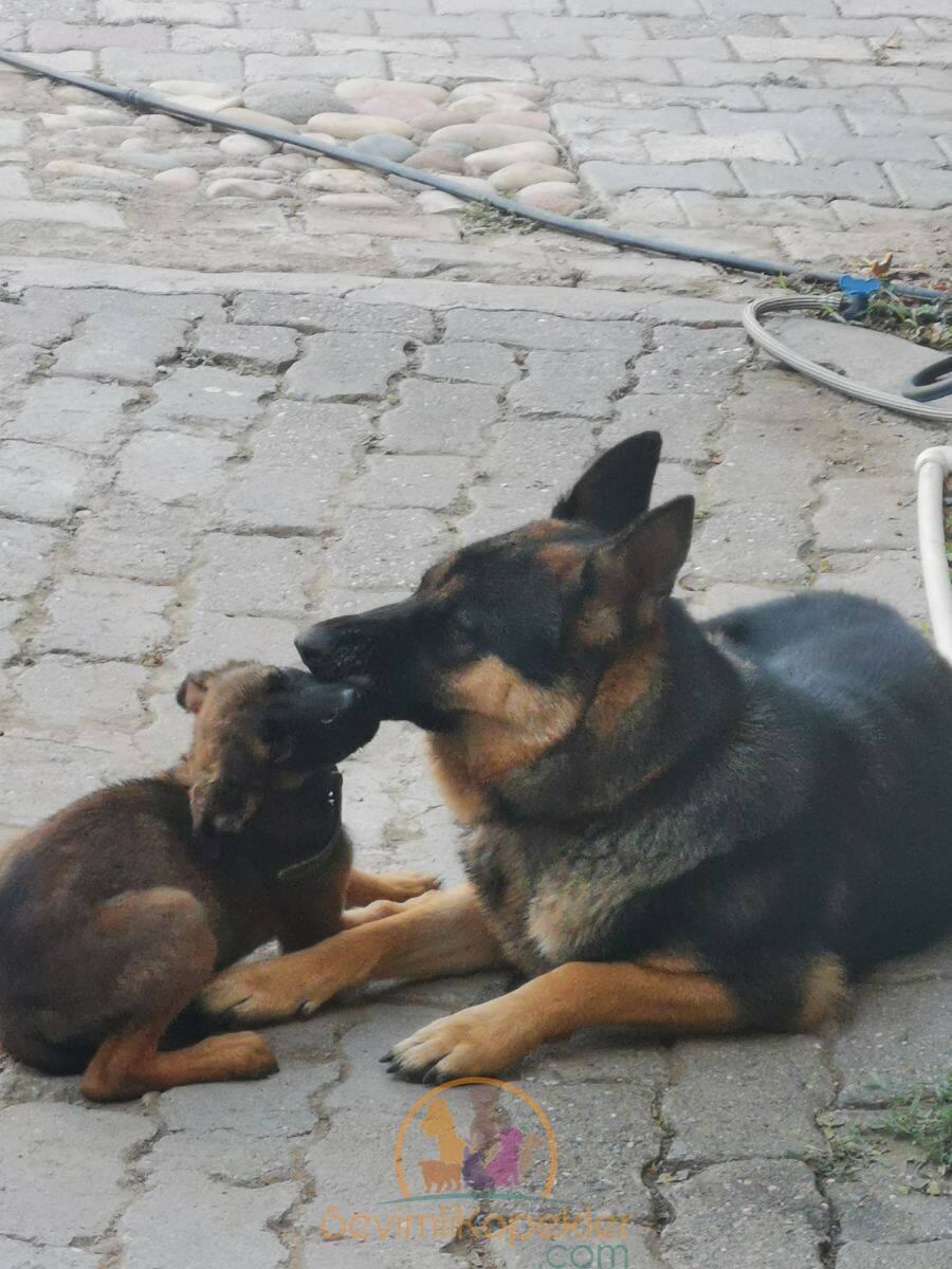 satılık Alman Kurdu ikinci fotoğrafı