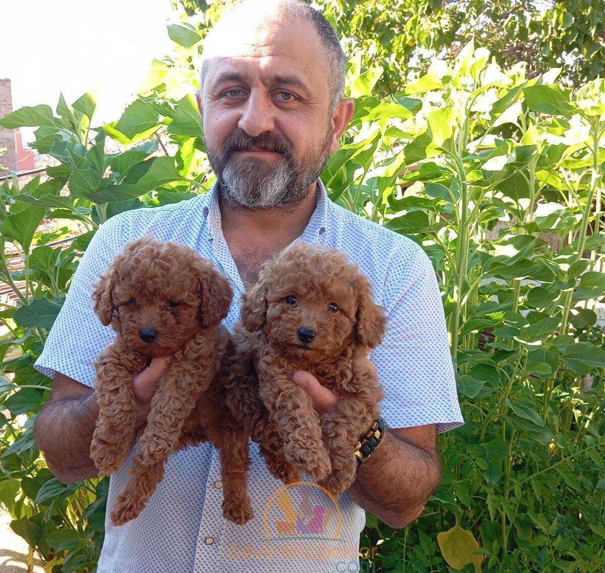 satılık Poodle Toy fiyatı