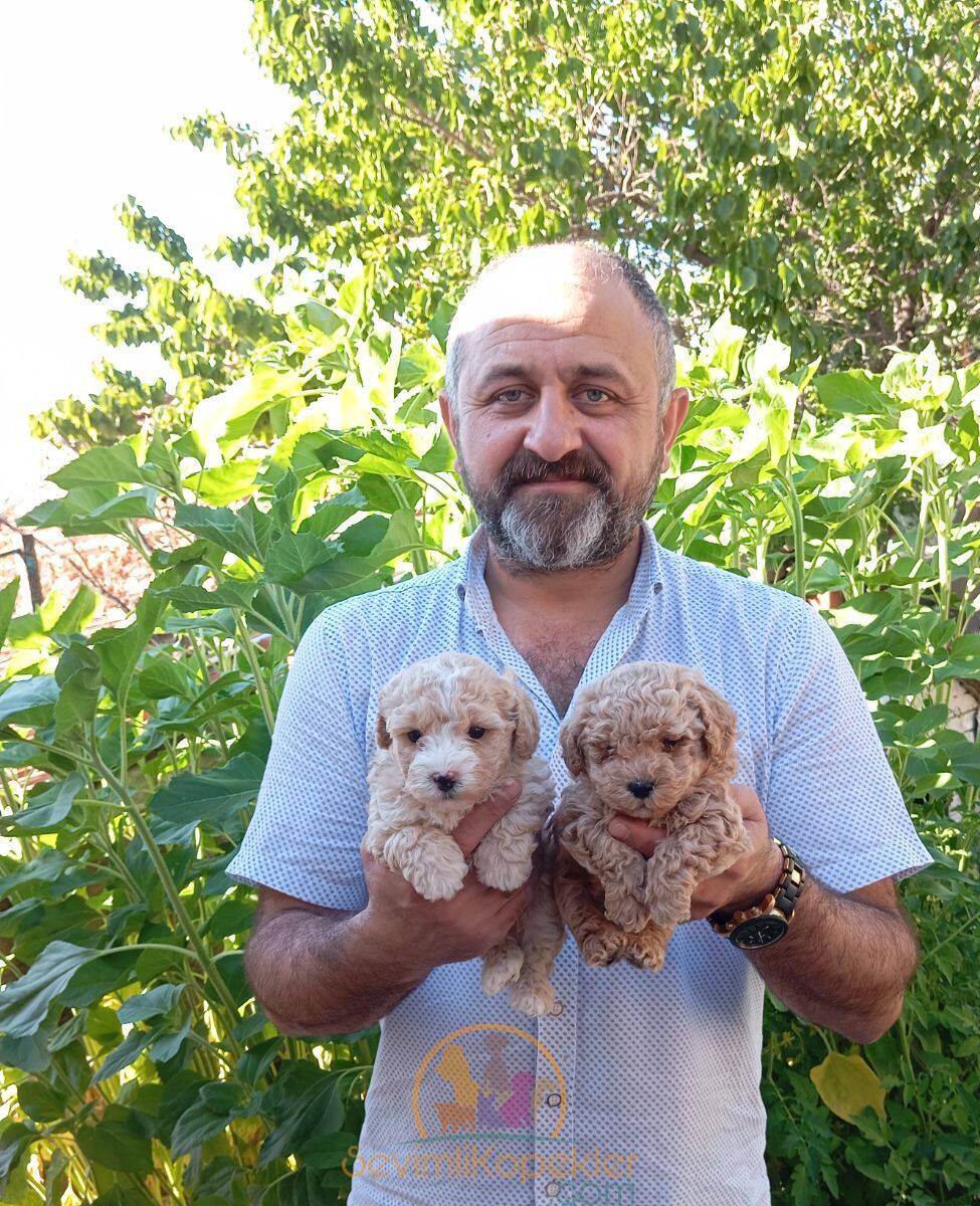 satılık Poodle Toy ikinci fotoğrafı