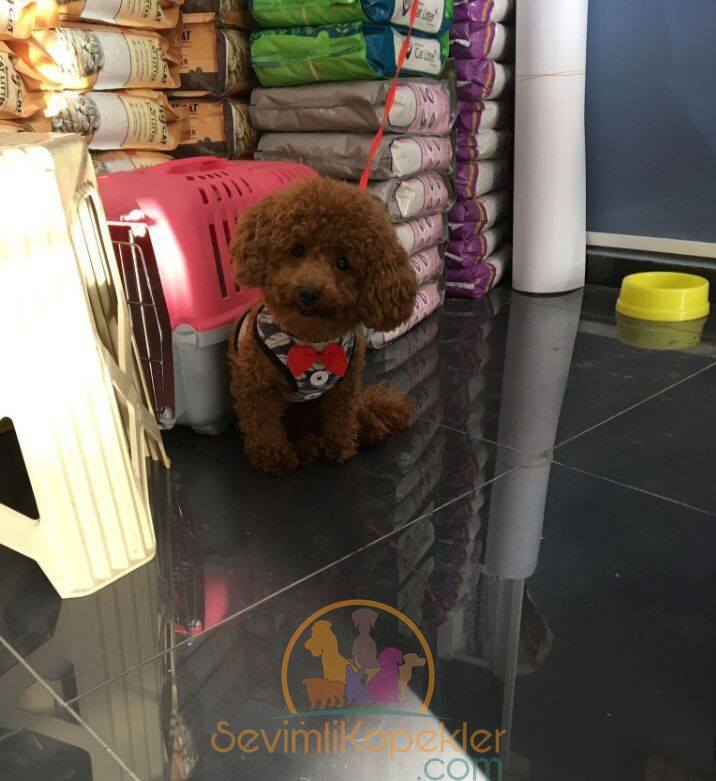 satılık Poodle Toy dördüncü fotoğrafı