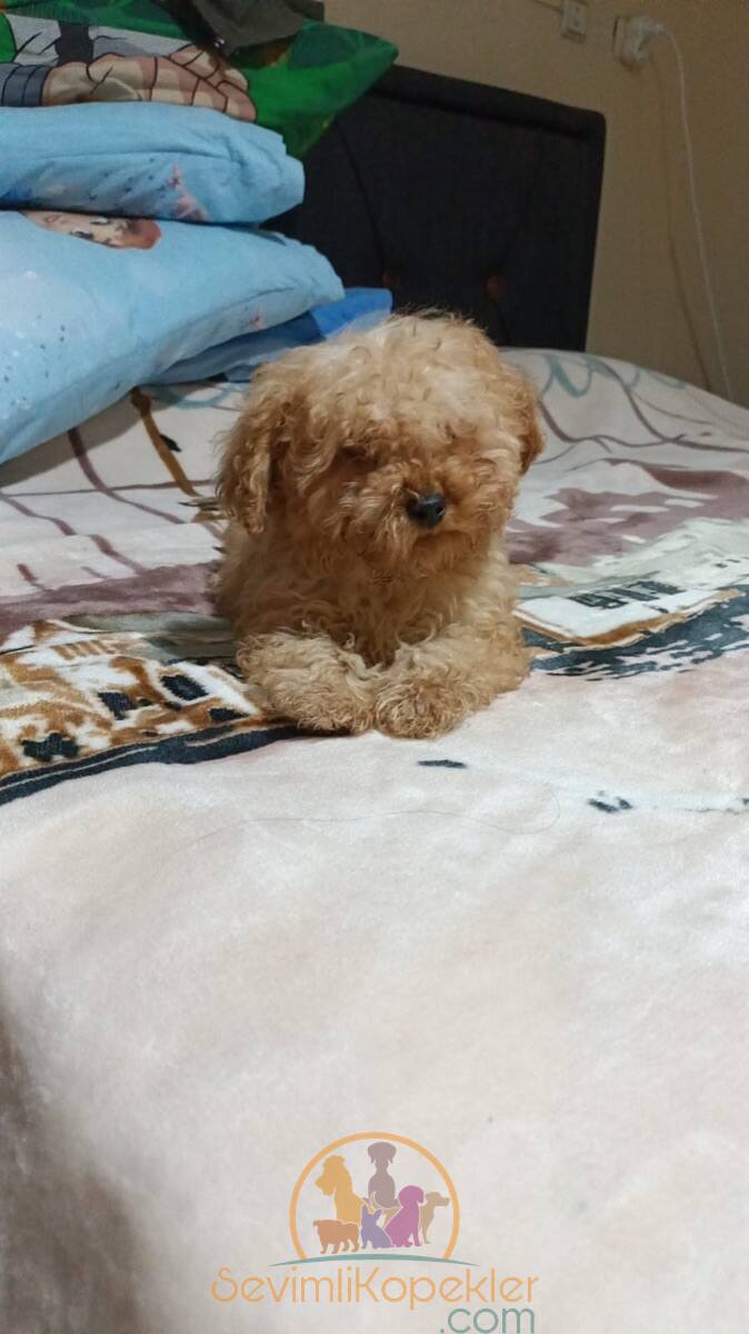 satılık Poodle Toy beşinci fotoğrafı