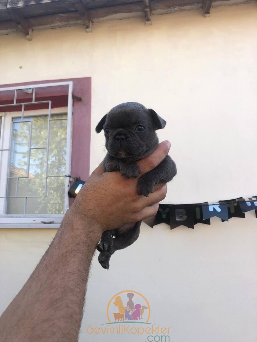 satılık French Bulldog dördüncü fotoğrafı