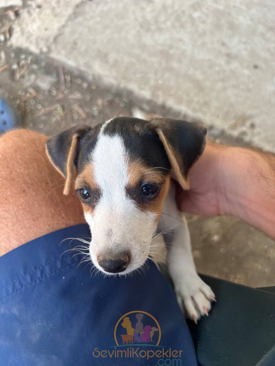 satılık Jack Russell fiyatı