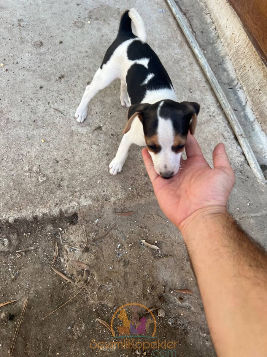 satılık Jack Russell ikinci fotoğrafı