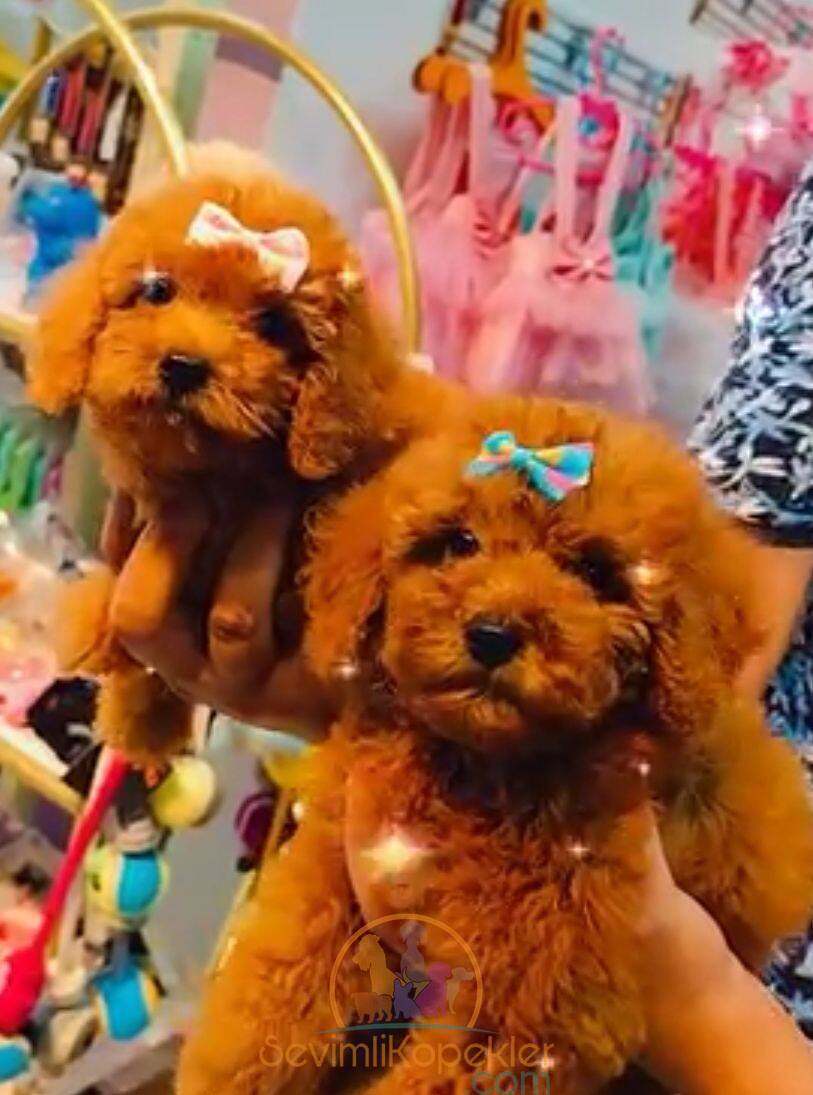 satılık Poodle Toy ikinci fotoğrafı