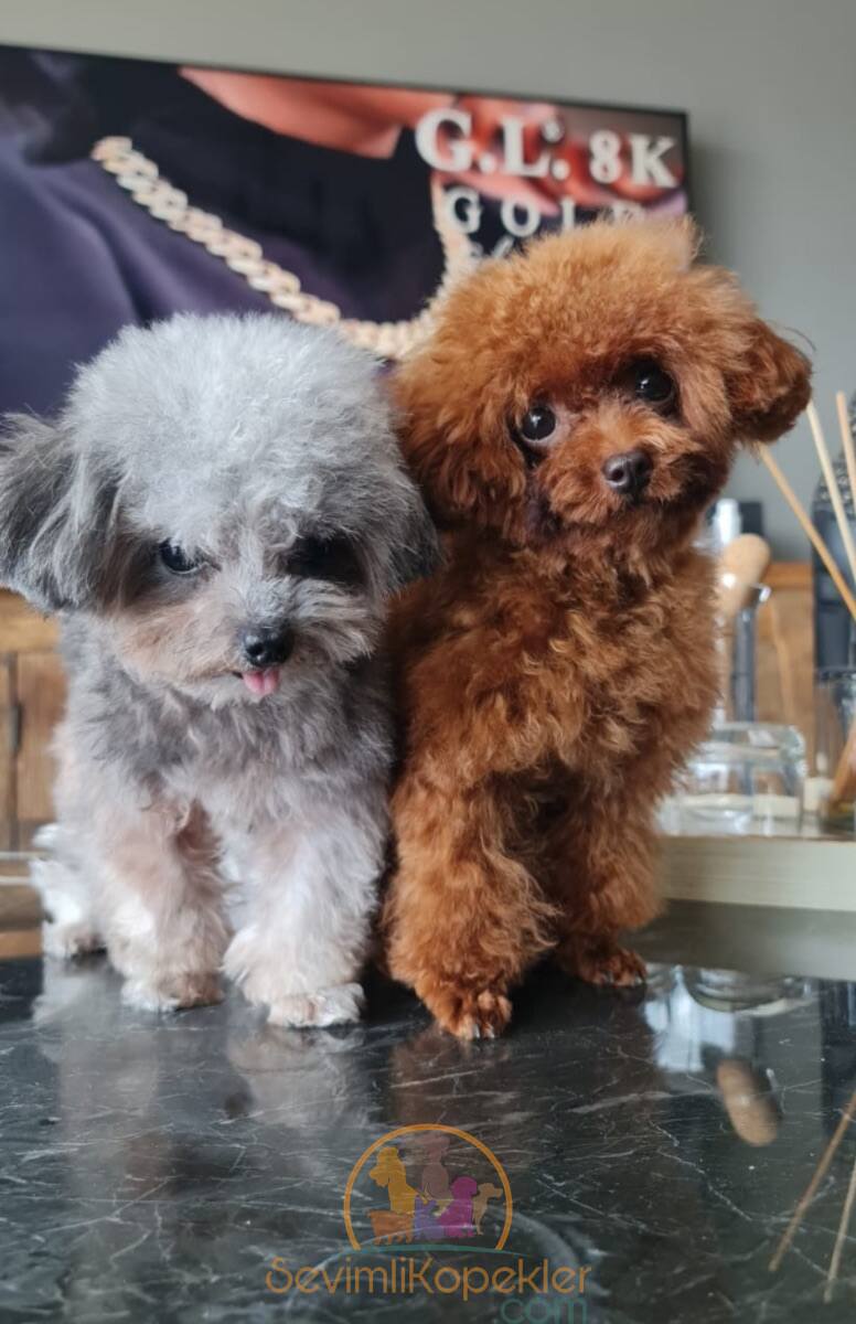 satılık Poodle Toy fiyatı