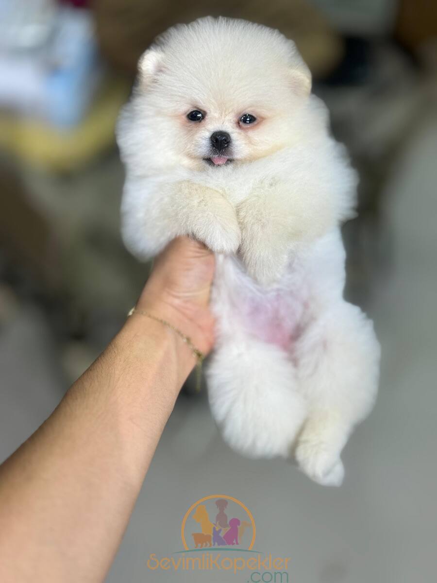 satılık Pomeranian fiyatı