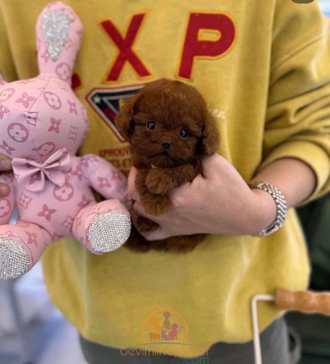 satılık Poodle Toy fiyatı