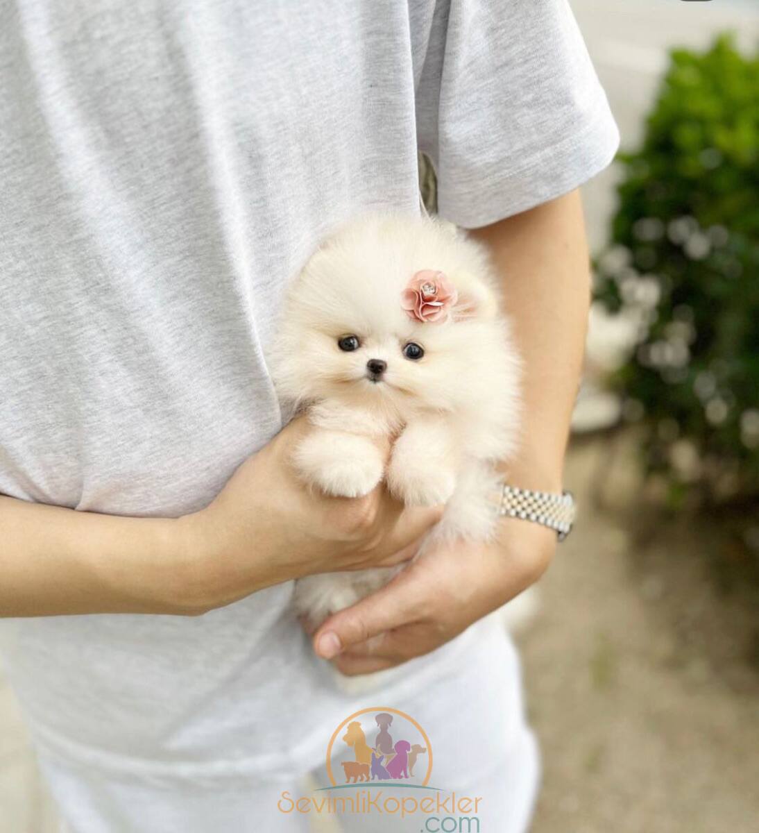 satılık Micro Pomeranian fiyatı