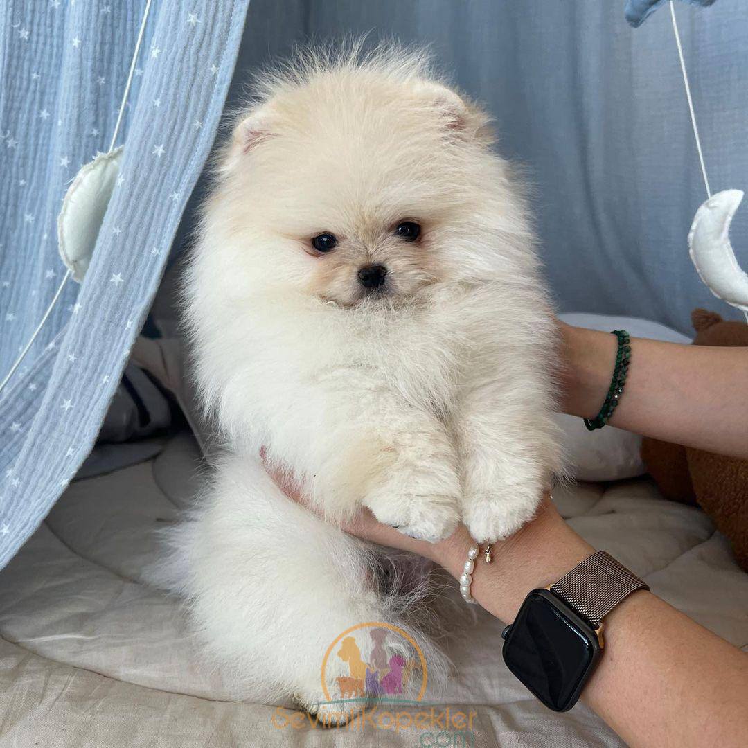 satılık Pomeranian ikinci fotoğrafı