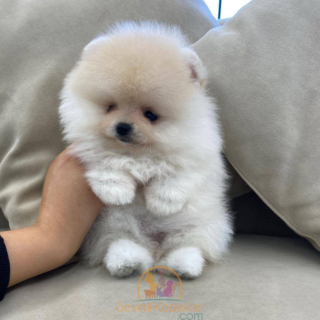 satılık Pomeranian ikinci fotoğrafı