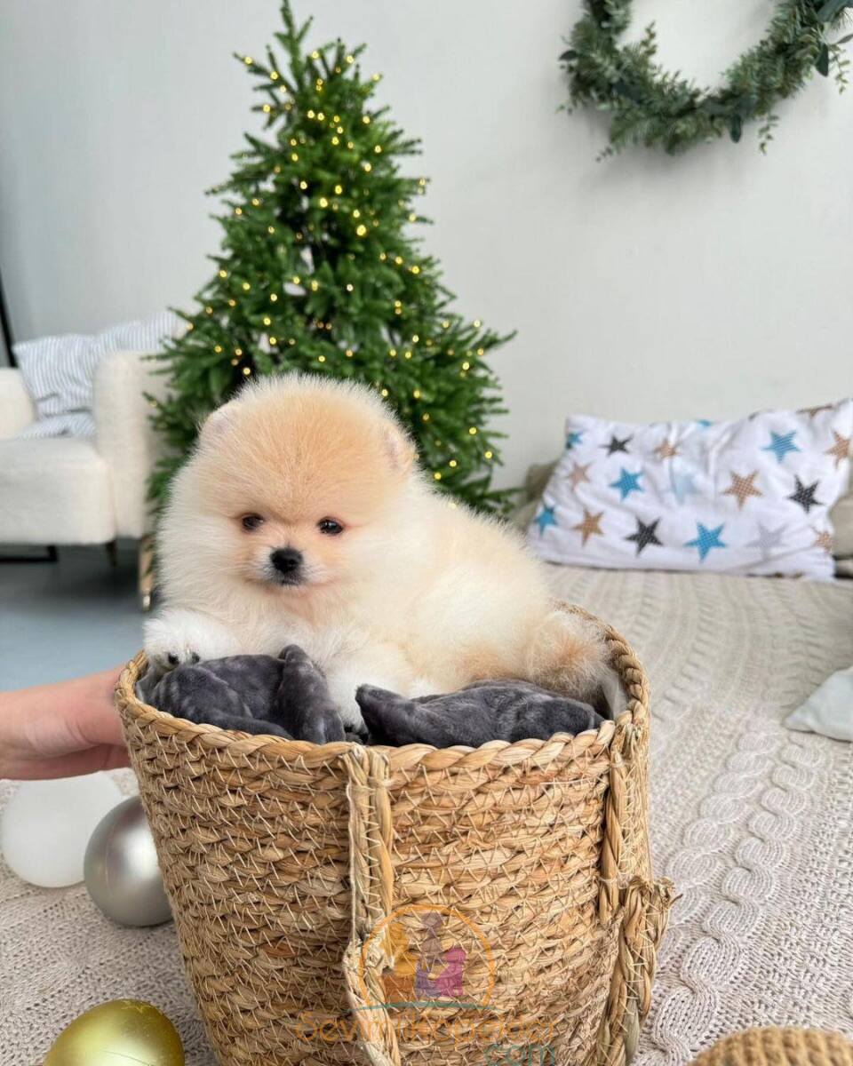 satılık Pomeranian fiyatı