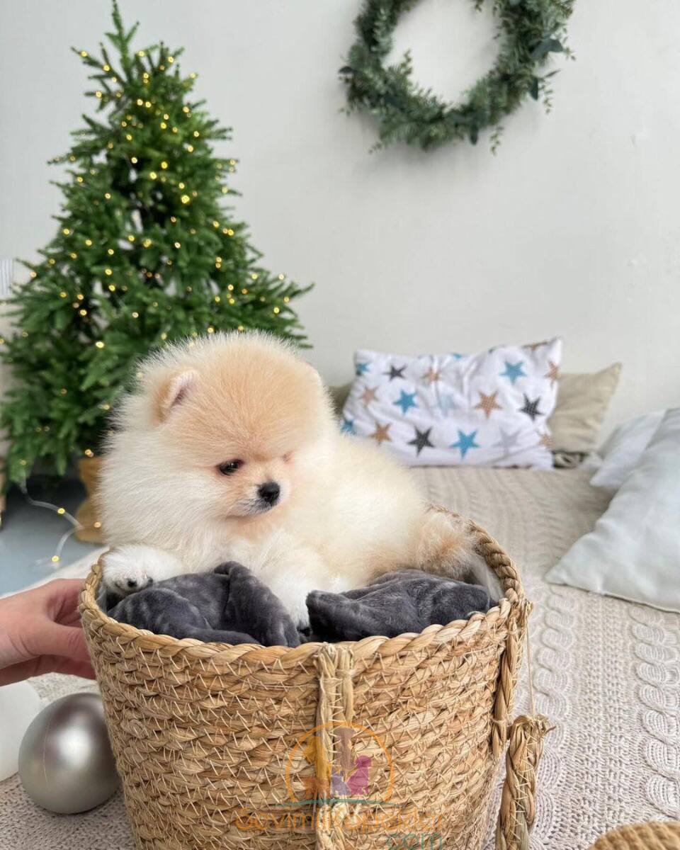 satılık Pomeranian ikinci fotoğrafı