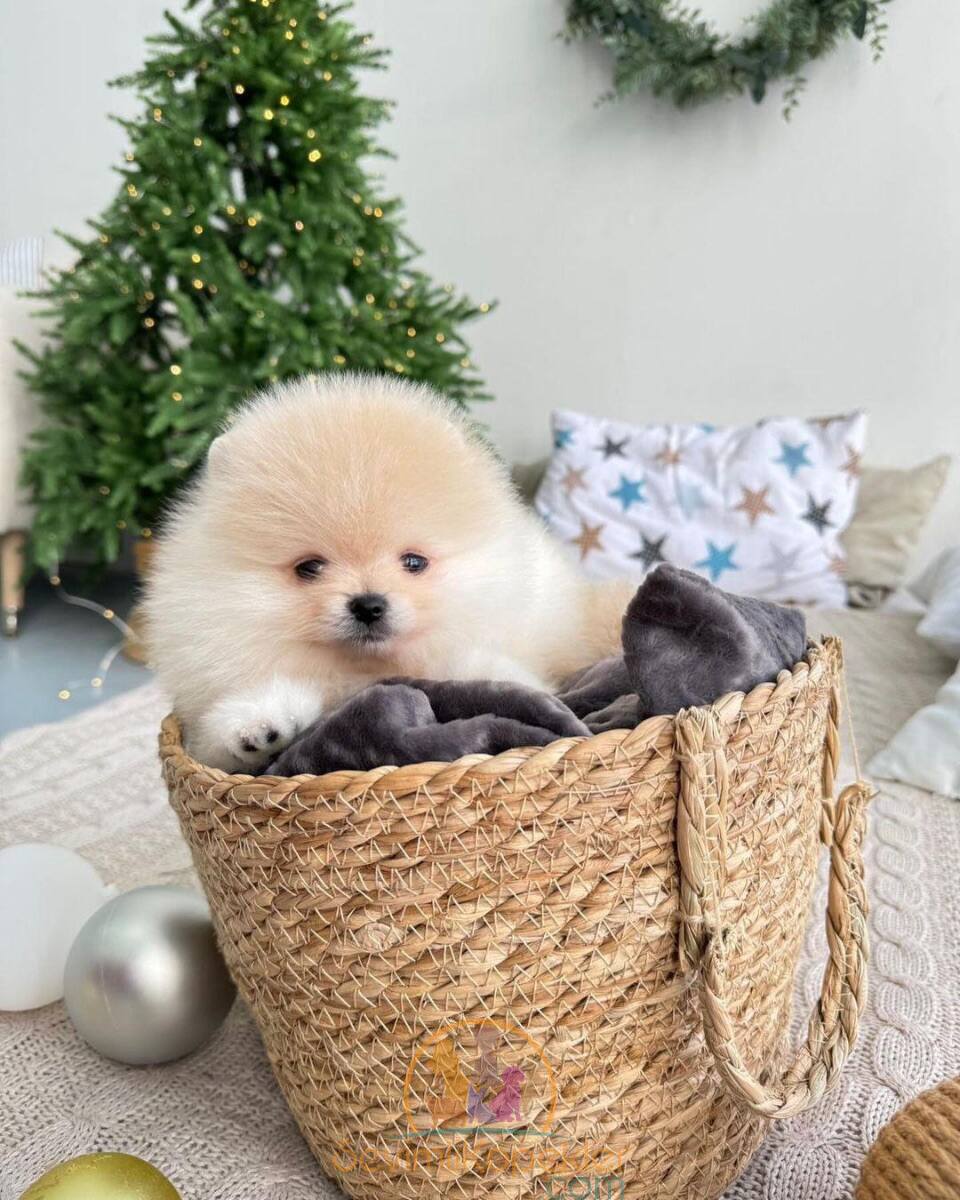 satılık Pomeranian üçüncü fotoğrafı