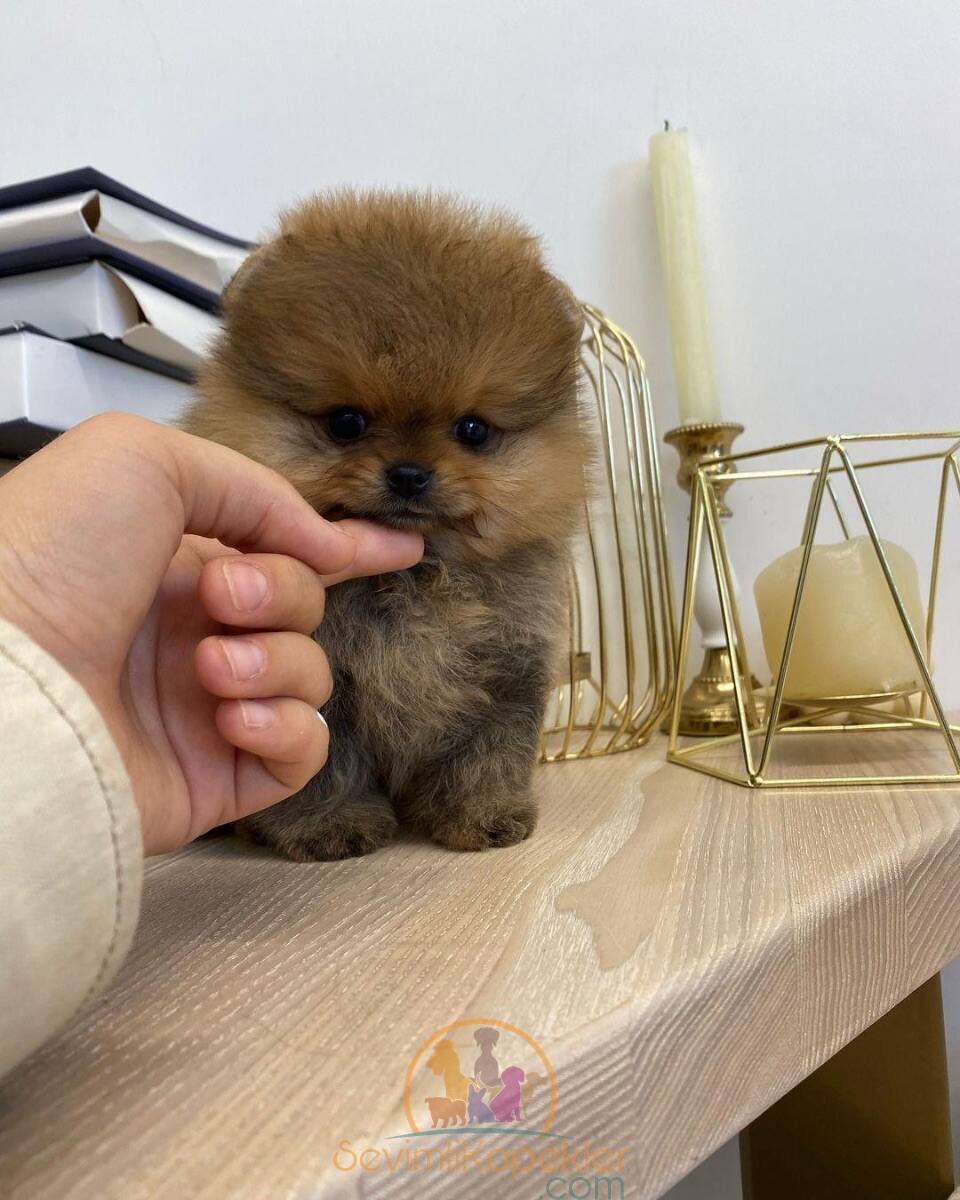 satılık Pomeranian fiyatı