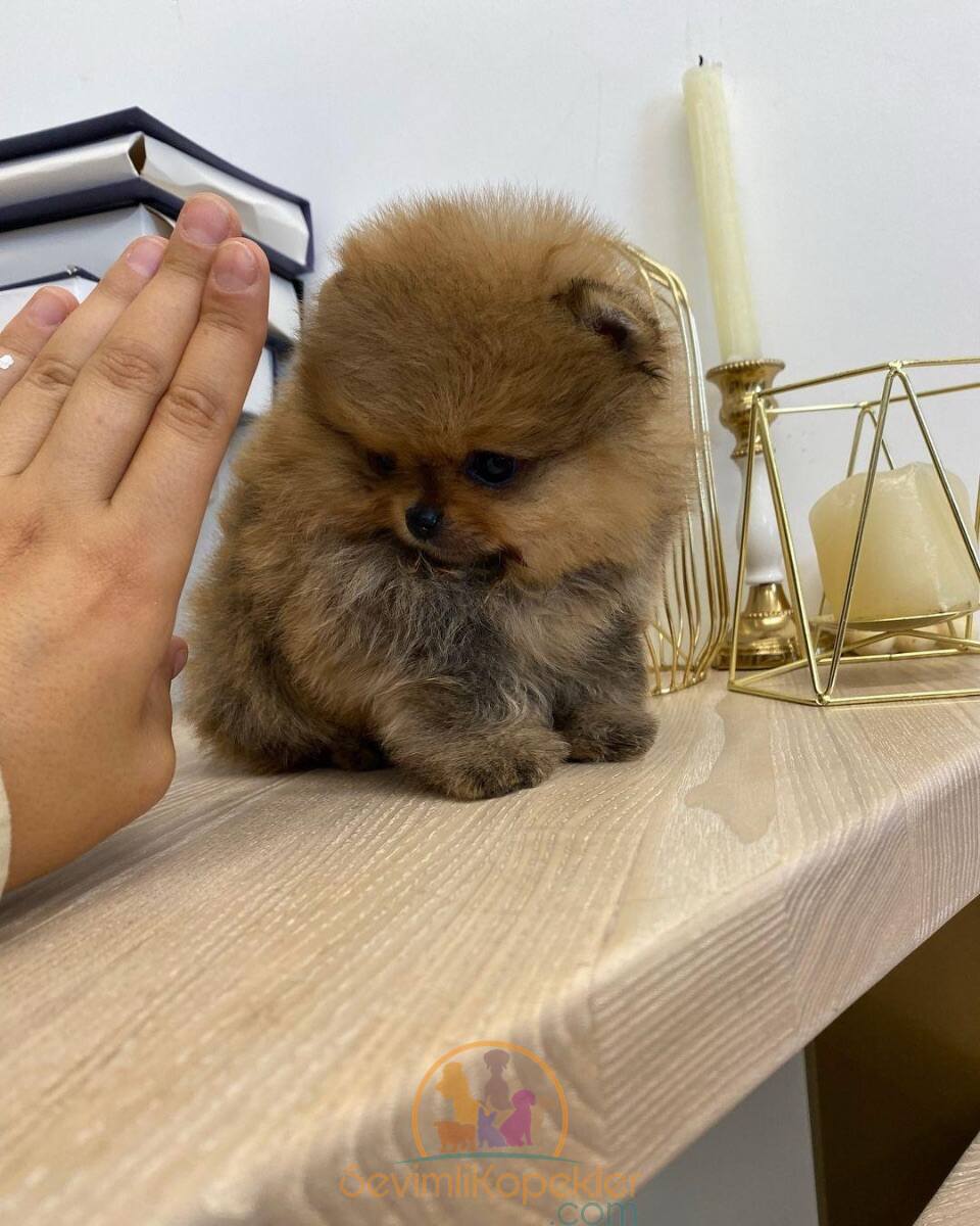 satılık Pomeranian ikinci fotoğrafı