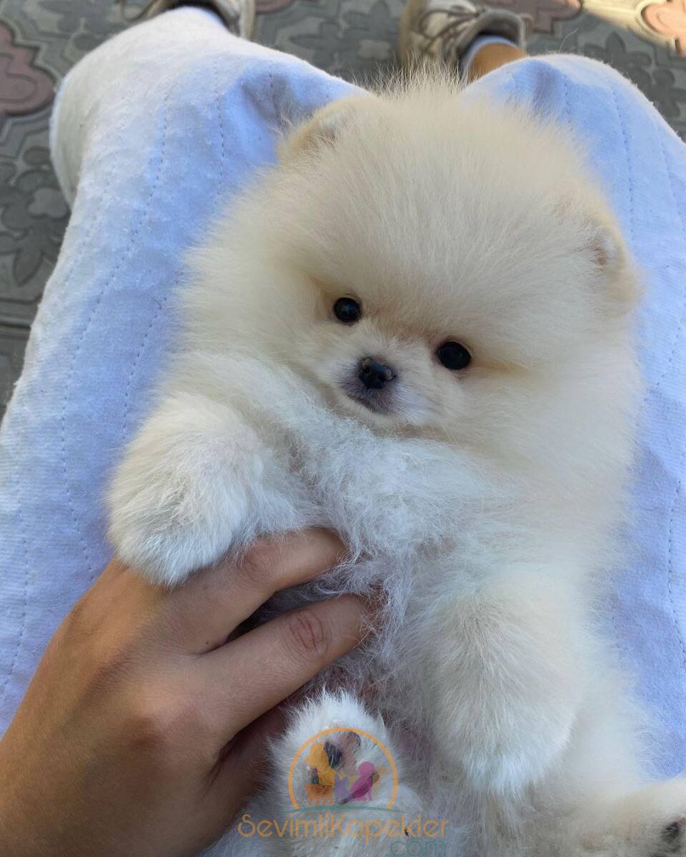 satılık Pomeranian ikinci fotoğrafı