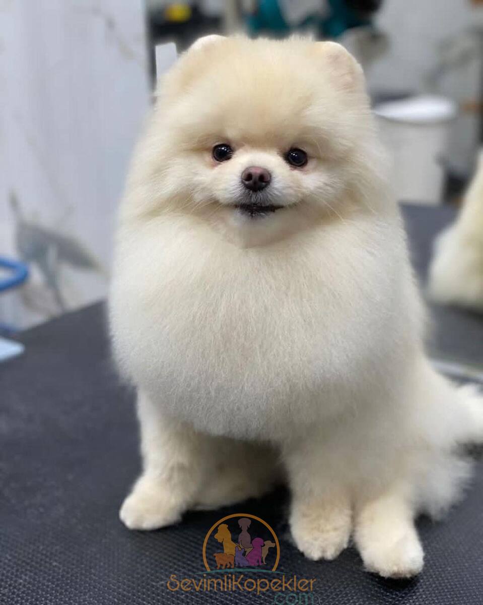 satılık Pomeranian ikinci fotoğrafı