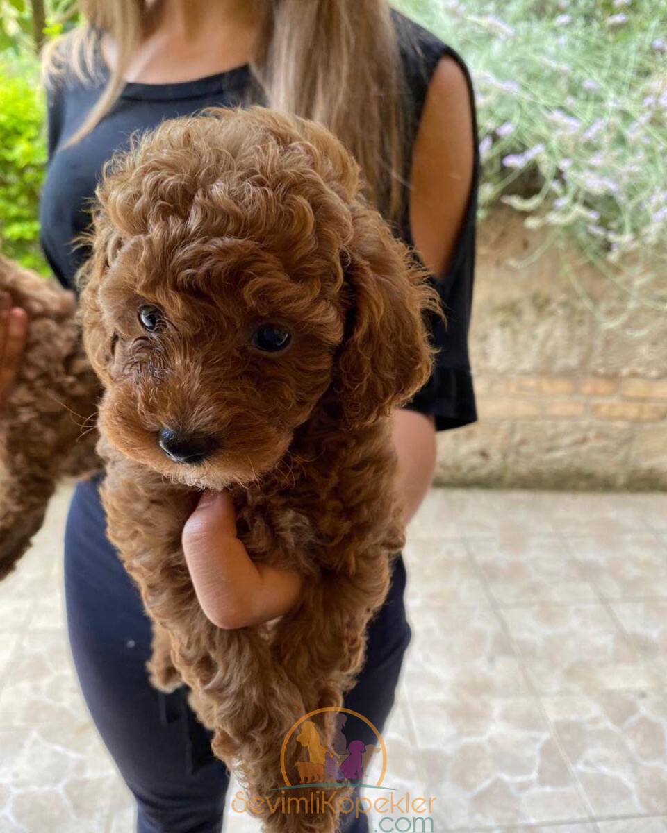 satılık Poodle Toy fiyatı