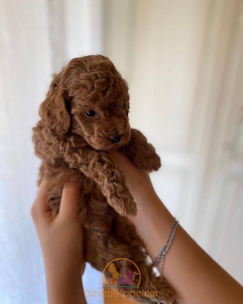 satılık Poodle Toy ikinci fotoğrafı