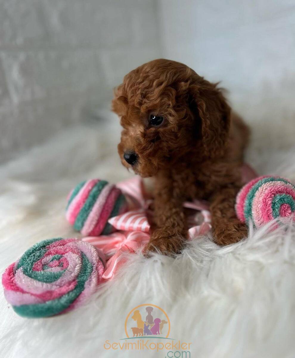 satılık Poodle Toy fiyatı