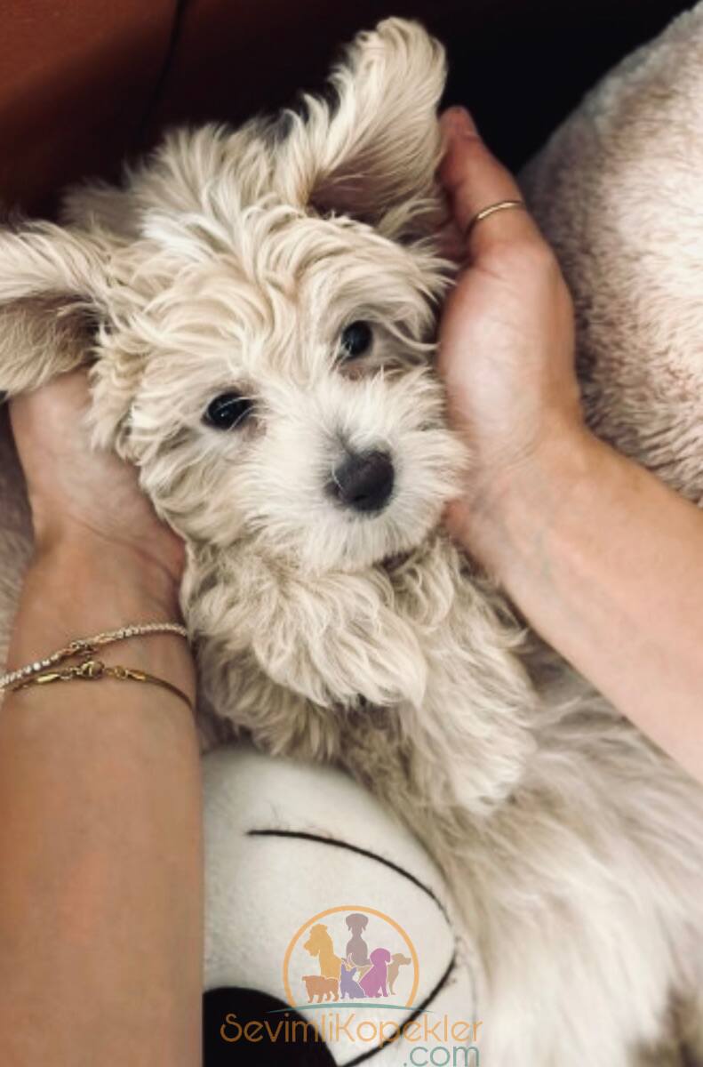 satılık Maltipoo fiyatı