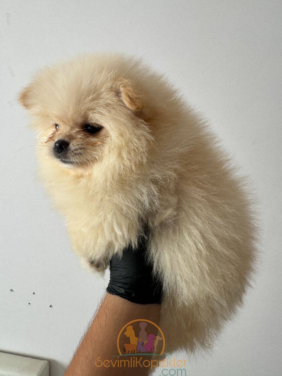 satılık Pomeranian dördüncü fotoğrafı