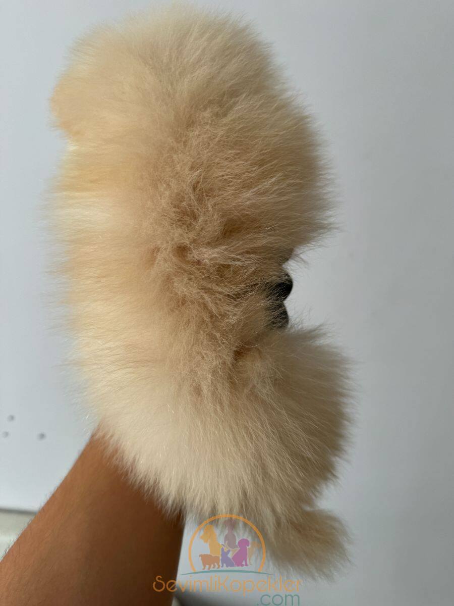 satılık Pomeranian beşinci fotoğrafı