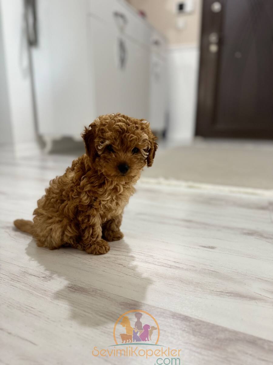 satılık Poodle Toy üçüncü fotoğrafı