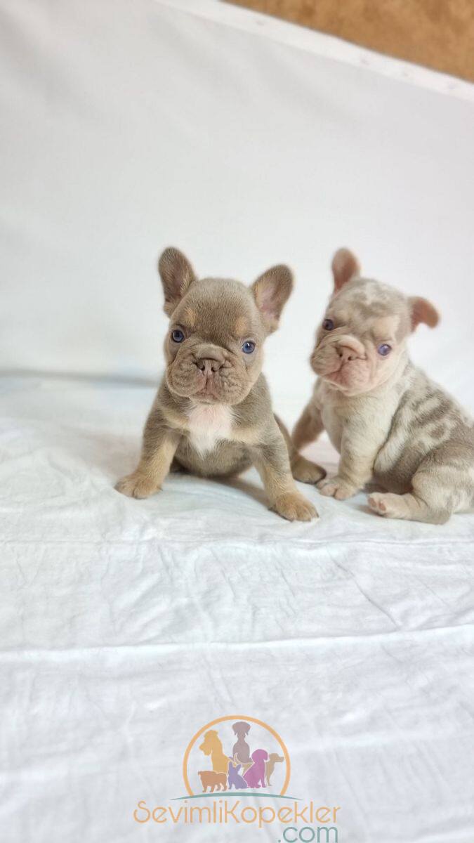 satılık French Bulldog ikinci fotoğrafı