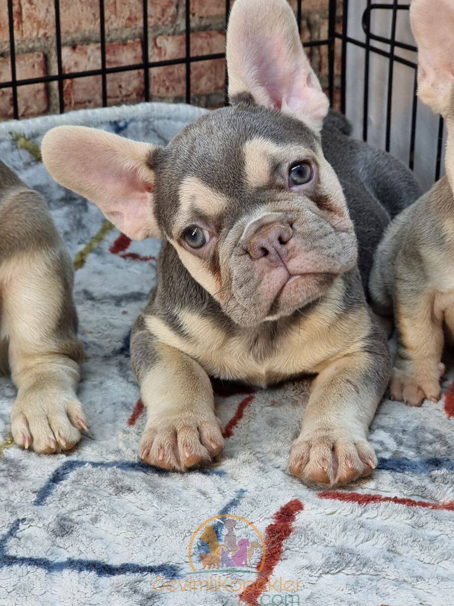 satılık French Bulldog ikinci fotoğrafı