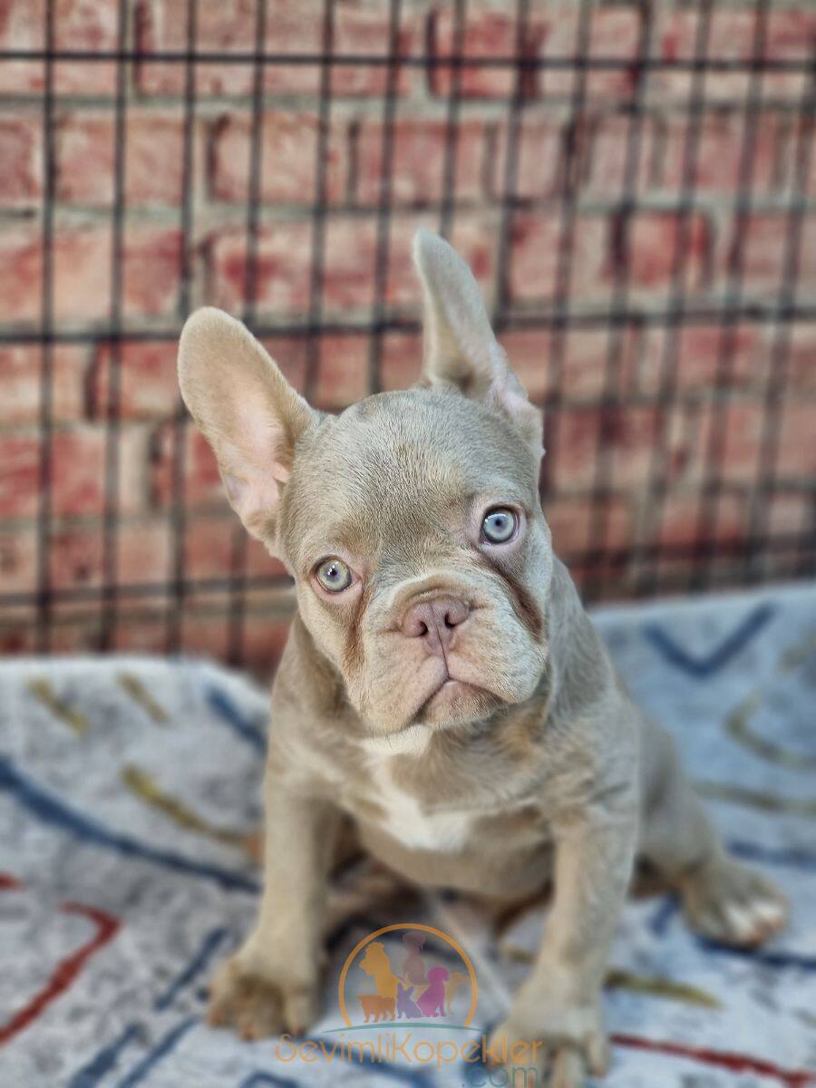 satılık French Bulldog üçüncü fotoğrafı