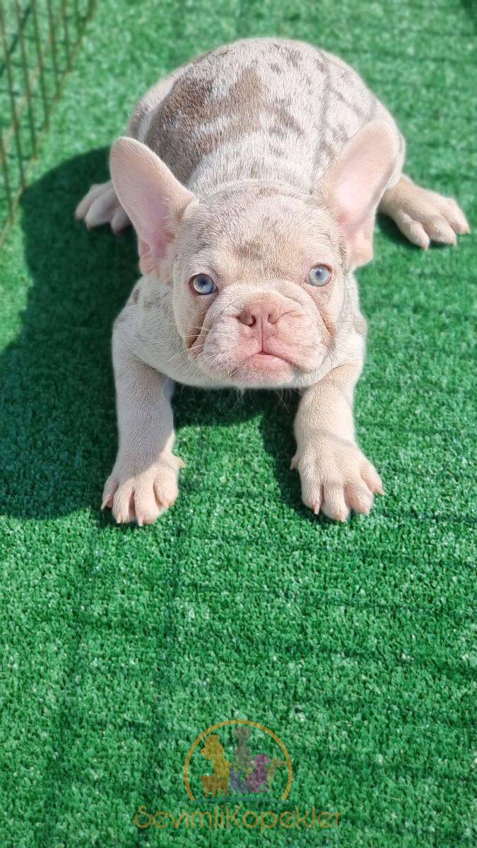 satılık French Bulldog ikinci fotoğrafı