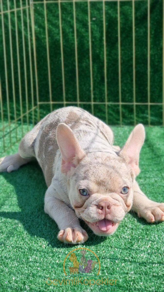 satılık French Bulldog üçüncü fotoğrafı