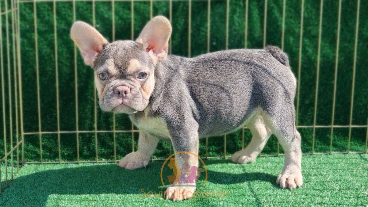 satılık French Bulldog dördüncü fotoğrafı