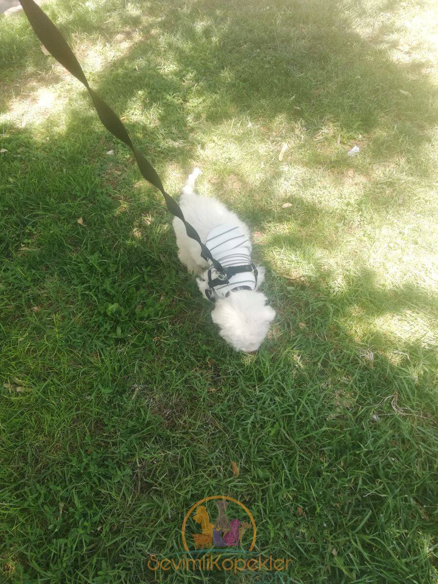 satılık Terrier Maltese beşinci fotoğrafı