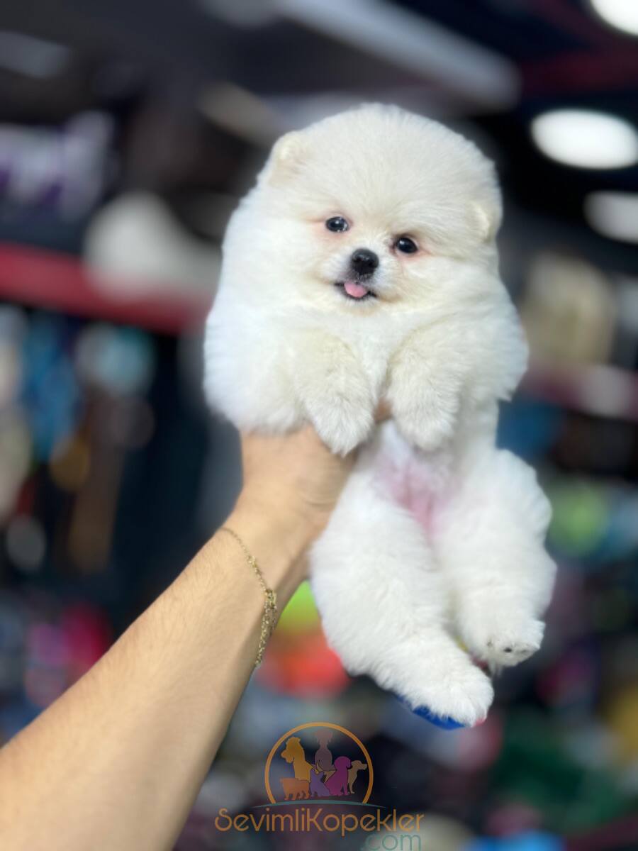 satılık Pomeranian ikinci fotoğrafı