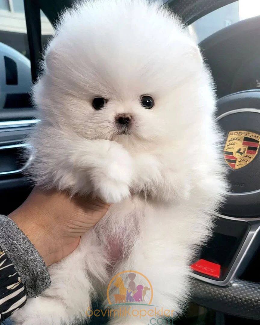 satılık Pomeranian fiyatı