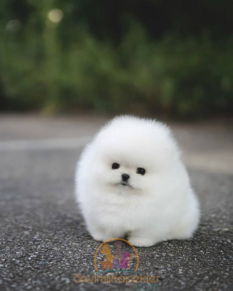 satılık Pomeranian fiyatı