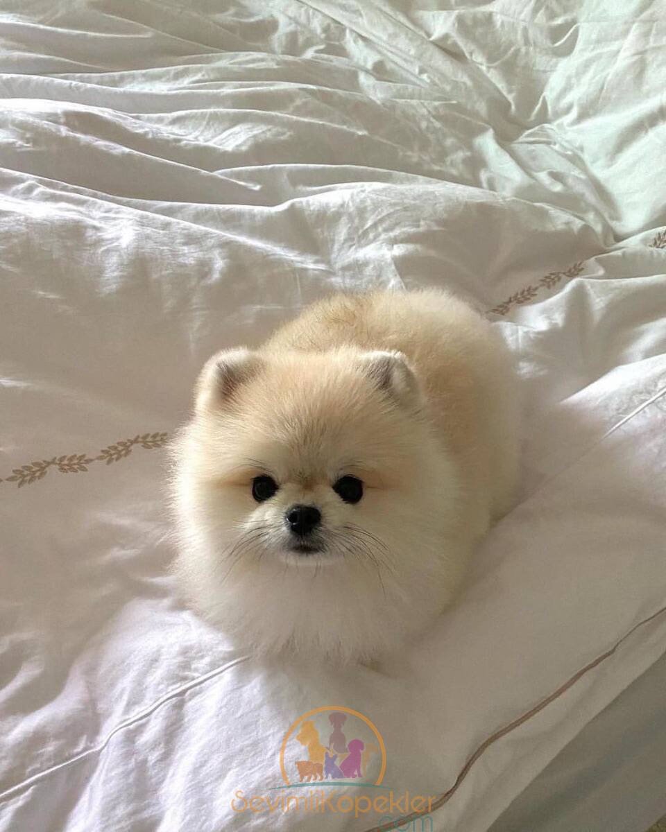 satılık Pomeranian fiyatı