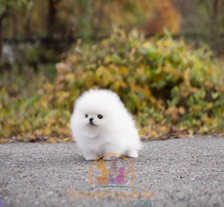 satılık Micro Pomeranian fiyatı