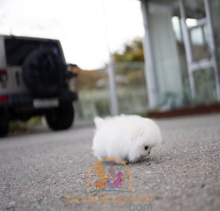 satılık Micro Pomeranian ikinci fotoğrafı