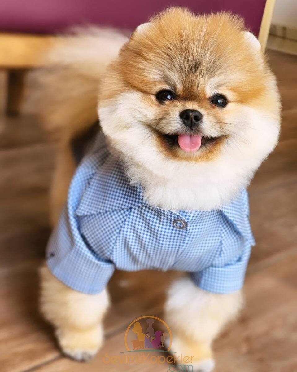 satılık Micro Pomeranian ikinci fotoğrafı