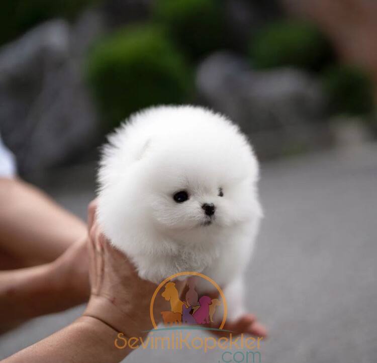 satılık Pomeranian dördüncü fotoğrafı