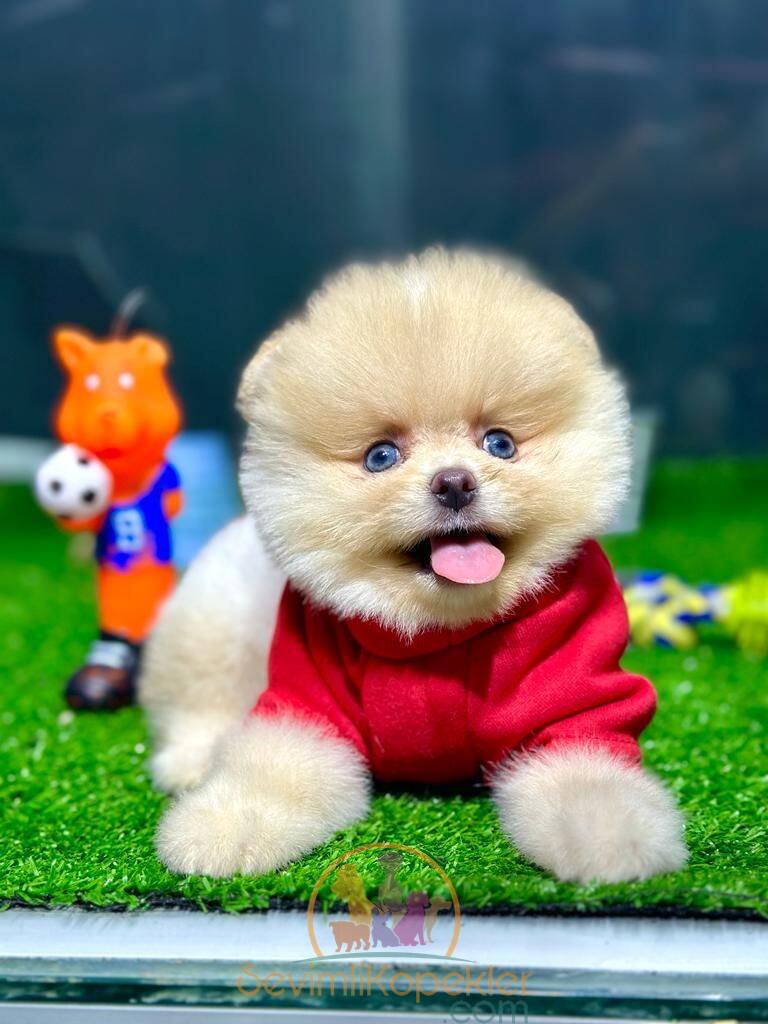 satılık Pomeranian üçüncü fotoğrafı