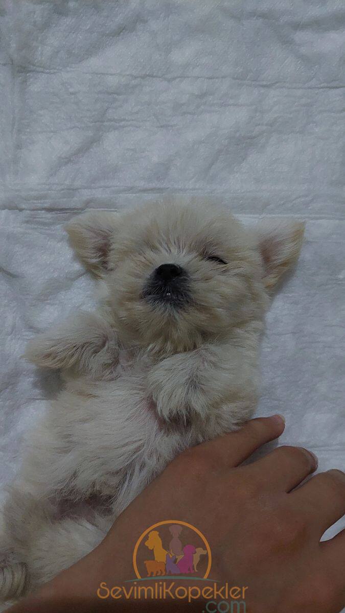 satılık Terrier Maltese dördüncü fotoğrafı